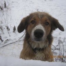 Схема вышивки «Соседский пес "Шайн"»