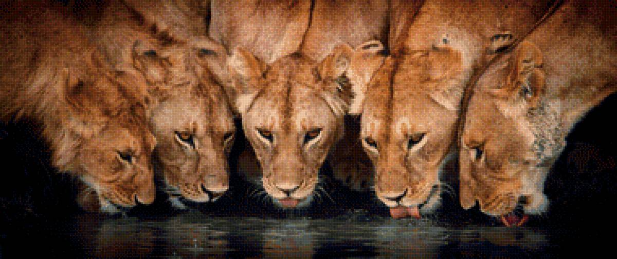 прайд на водопое - львы. большие кошки. звери. вода - предпросмотр