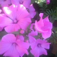 Схема вышивки «красивые цветы»