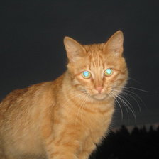 Схема вышивки «рыжий друг»