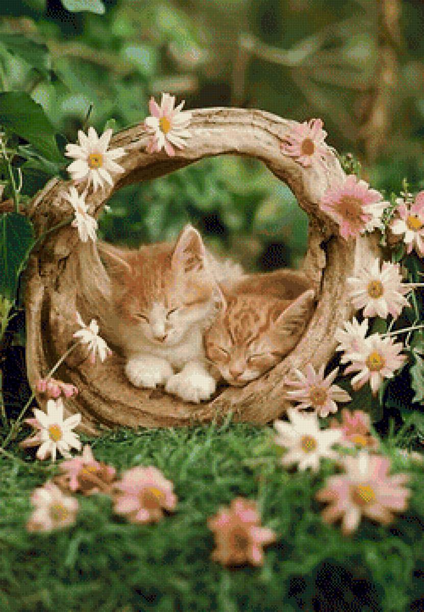 Quynh - mèo - предпросмотр