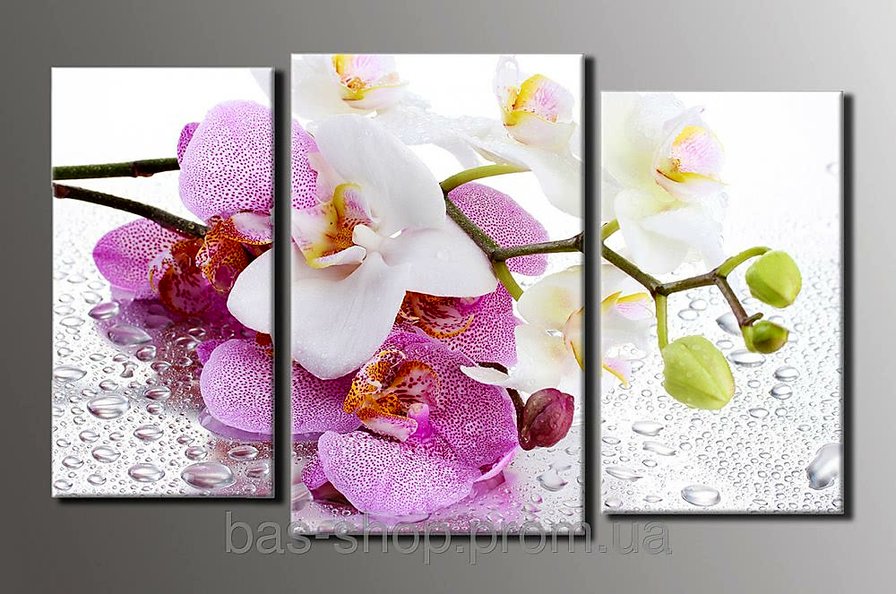 Орхидеи - оригинал