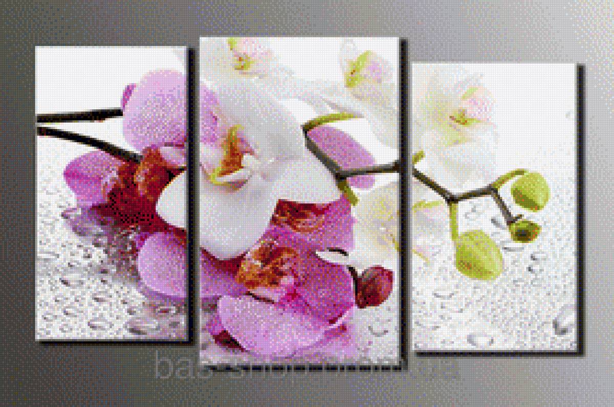 Орхидеи - предпросмотр