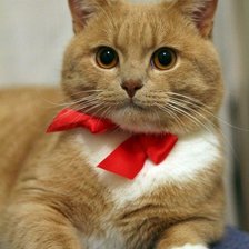 Схема вышивки «Кот»