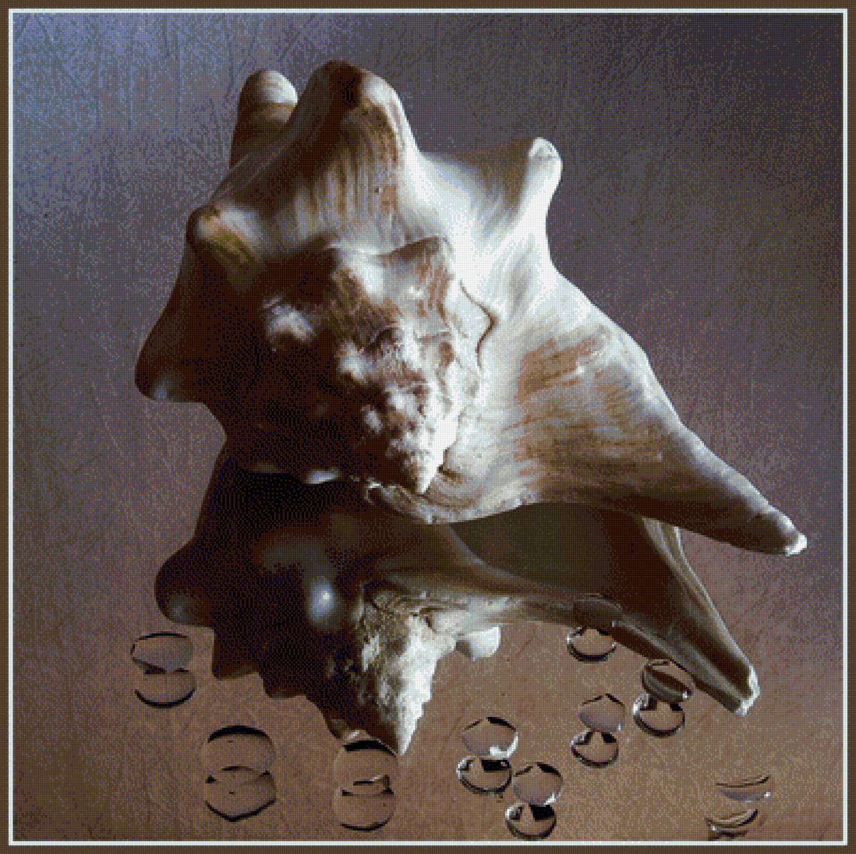 ракушка - море - предпросмотр