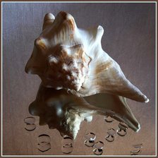 Схема вышивки «ракушка»