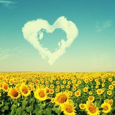 Схема вышивки «поле подсолнухов»