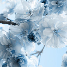 Схема вышивки «Нежные цветы»