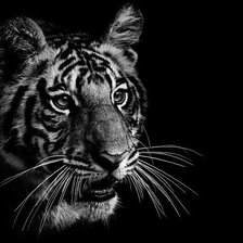 Схема вышивки «тигр»