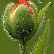 Схема вышивки «маки»