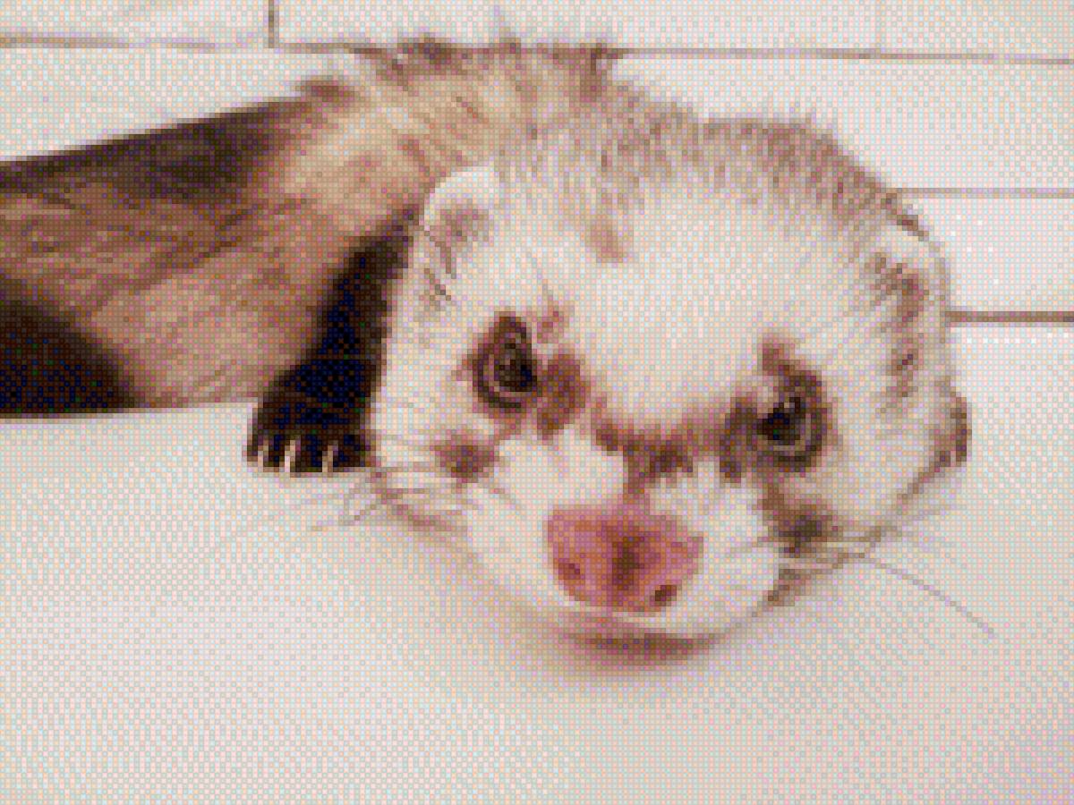 Хорек - хорек фретка - предпросмотр