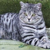 Схема вышивки «Жора»