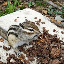 Схема вышивки «Бурундук»
