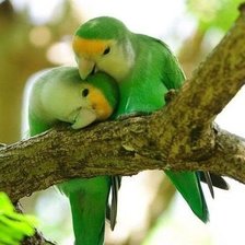 Схема вышивки «парочка»