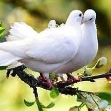 Схема вышивки «Природный мир»