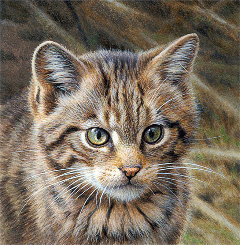 котик - кошки - оригинал