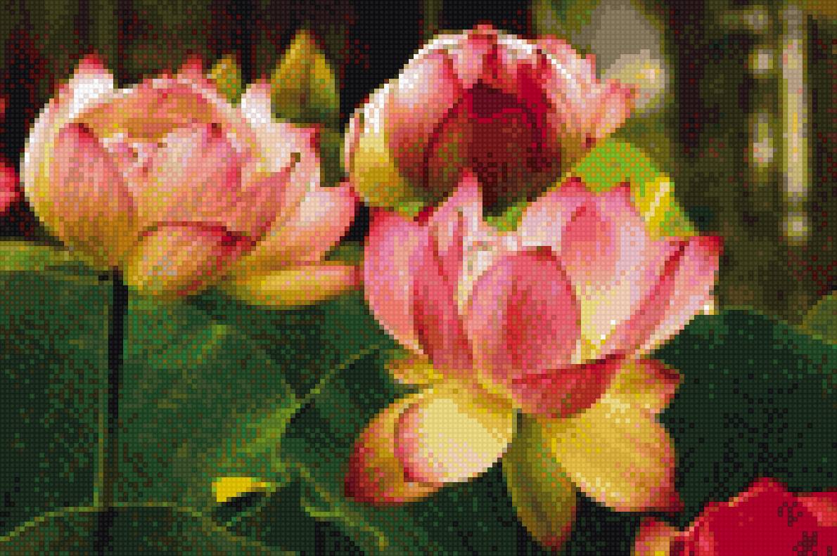 ЛОТОСЫ - предпросмотр