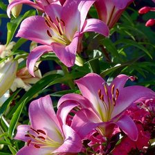 Схема вышивки «лилии»