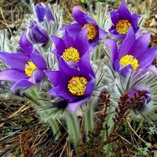 Схема вышивки «мак -СОНТРАВА»