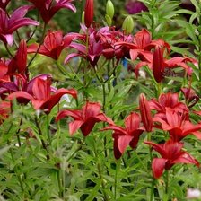 Схема вышивки «лилии»