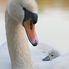 Схема вышивки «№1420721»