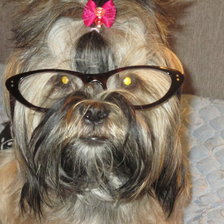 Схема вышивки «ши тцу»