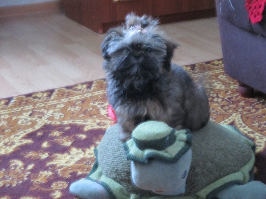 покатай меня большая черепаха - ши тцу - оригинал