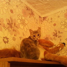 Схема вышивки «МУХА»