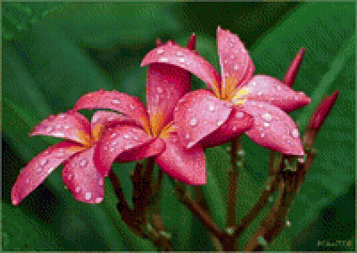 цветок - цветок - предпросмотр