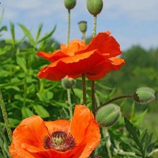 Схема вышивки «Алые маки»