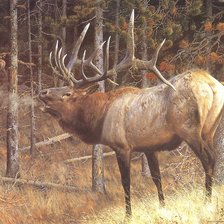 Схема вышивки «олень»