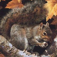 Схема вышивки «белка»