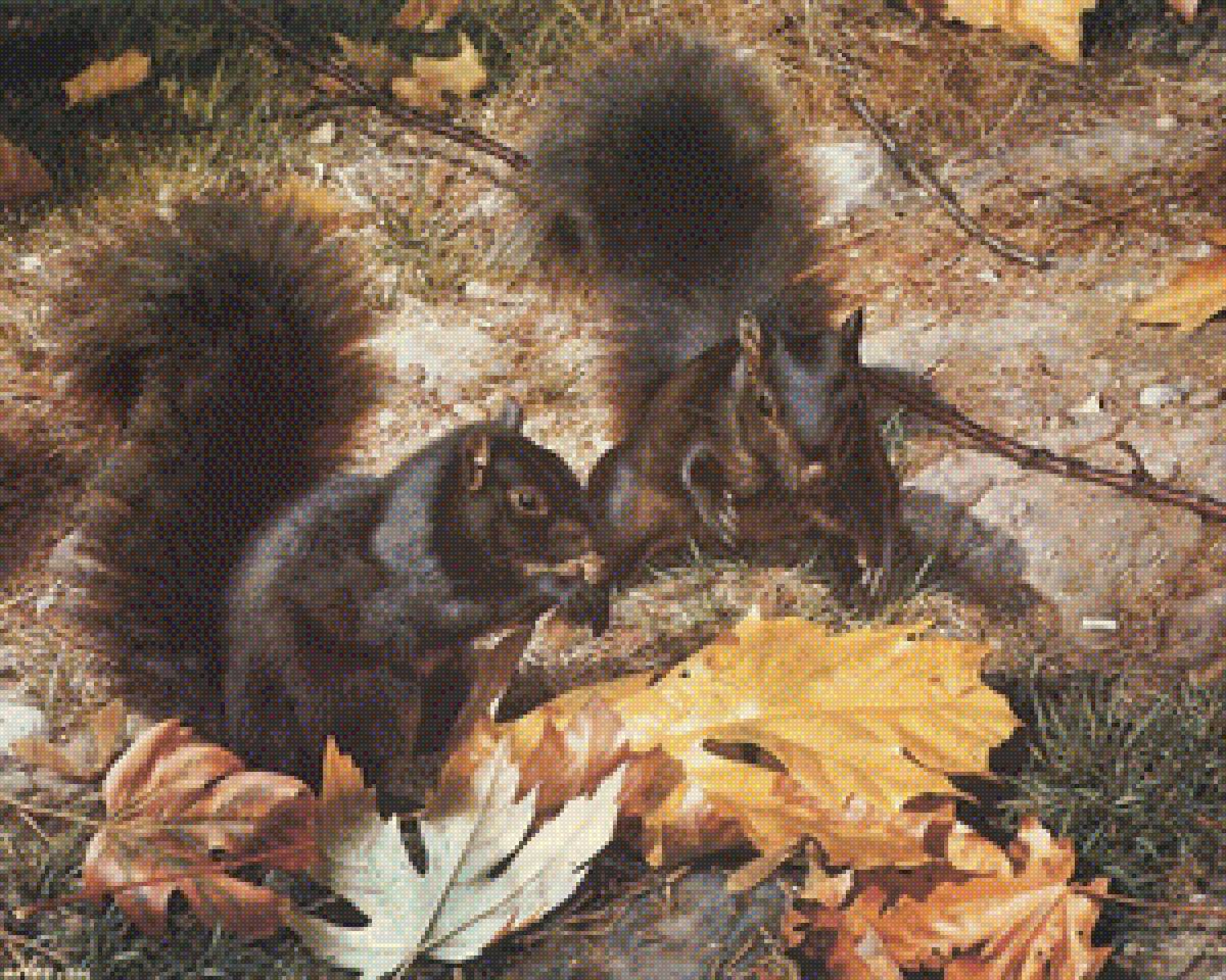 белки - белки - предпросмотр