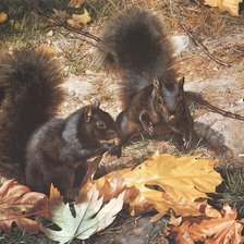 Схема вышивки «белки»