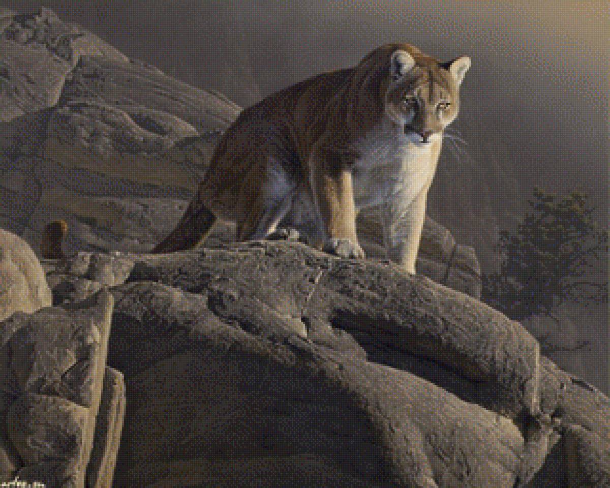 пума - пума - предпросмотр