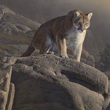 Схема вышивки «пума»