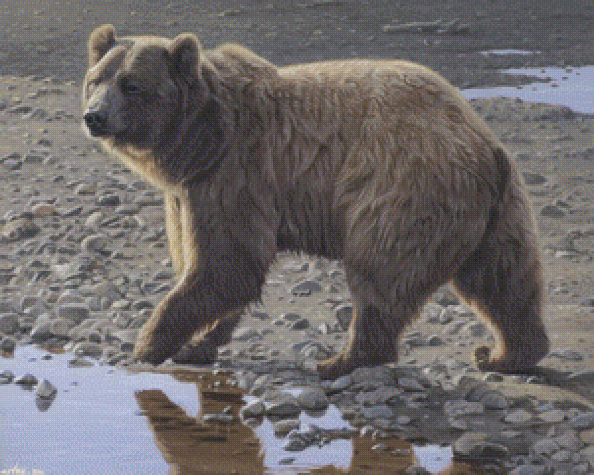 медведь - медведь - предпросмотр