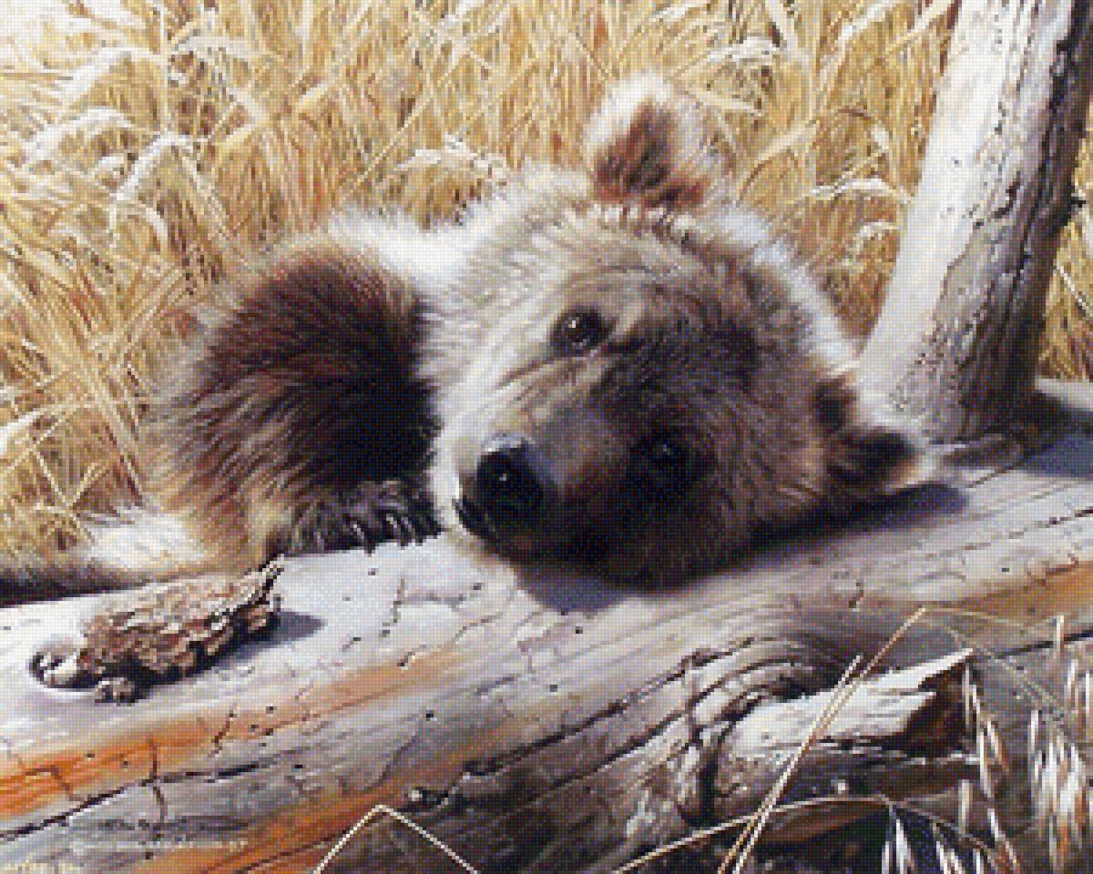 медведь - медведь - предпросмотр