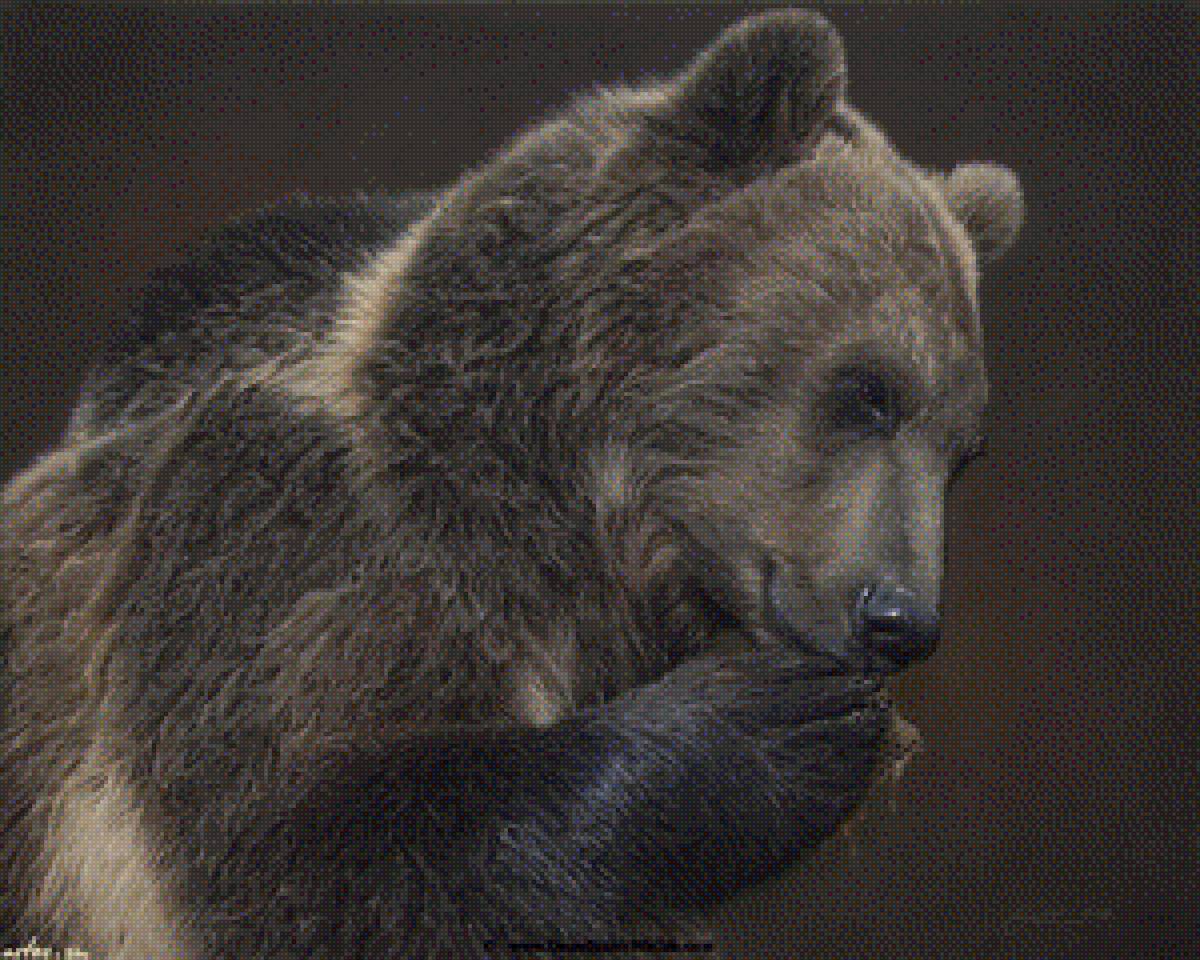 медведь - медведь - предпросмотр