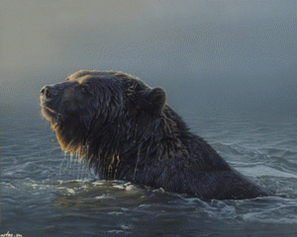 медведь - медведь - предпросмотр