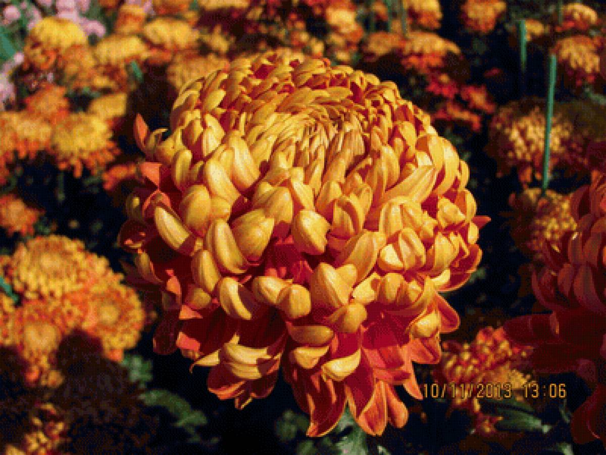 111 - цветы, хризантема - предпросмотр