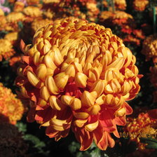 Схема вышивки «111»