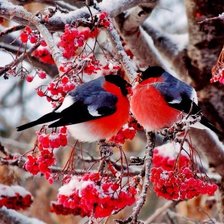 Схема вышивки «№1421937»