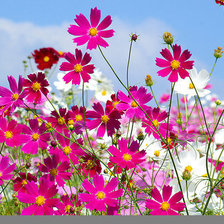 Схема вышивки «цветочки»