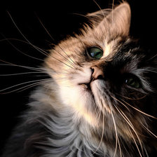 Схема вышивки «кот»