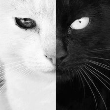 Схема вышивки «черное и белое»