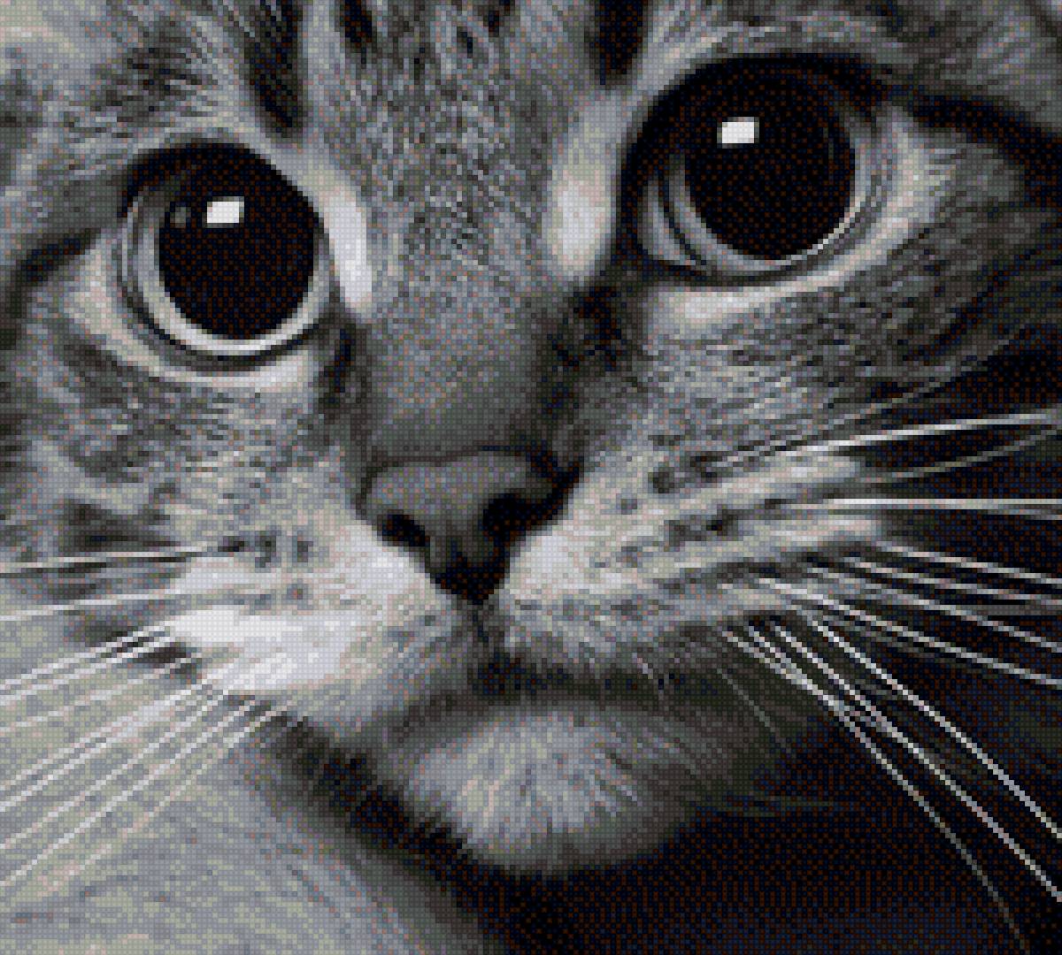 котик - кот, кошка - предпросмотр