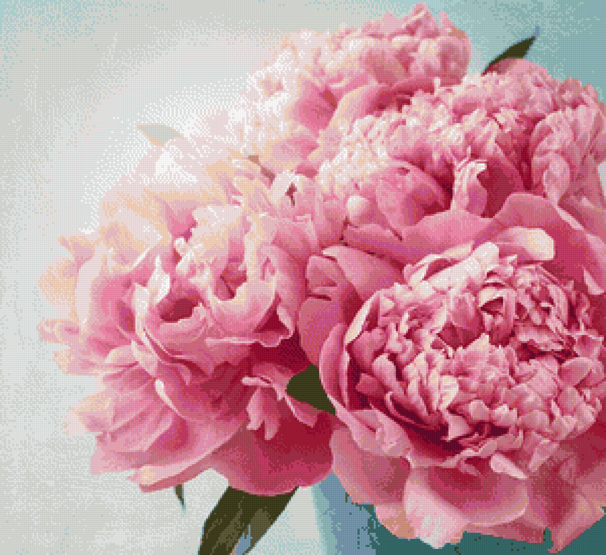 Розовые пионы - пионы - предпросмотр