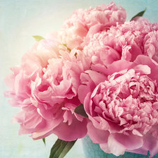 Схема вышивки «Розовые пионы»