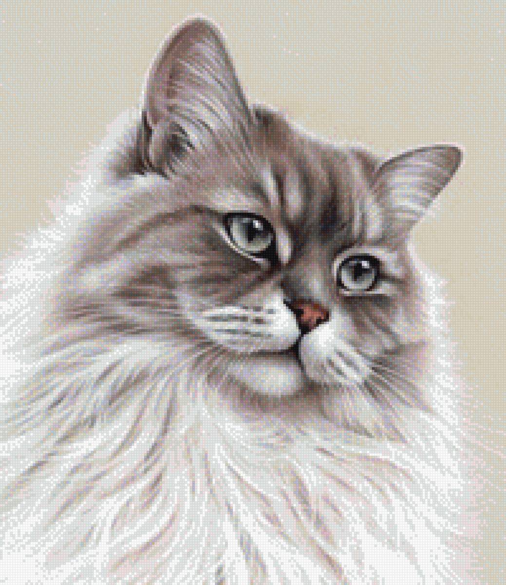 Кот - кошки - предпросмотр